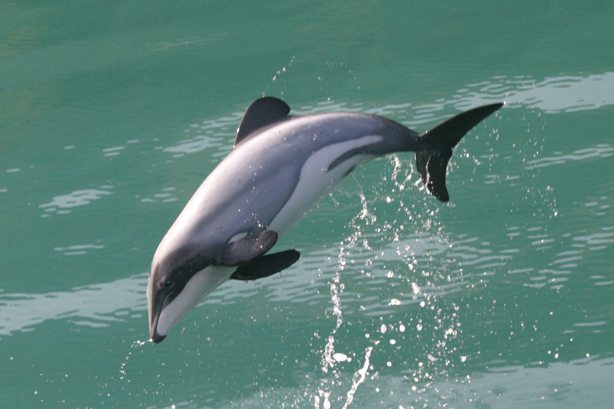 Dolphin Watch Ecotours