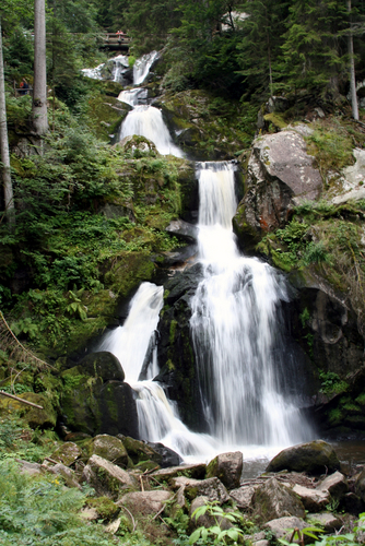 the Black Forest