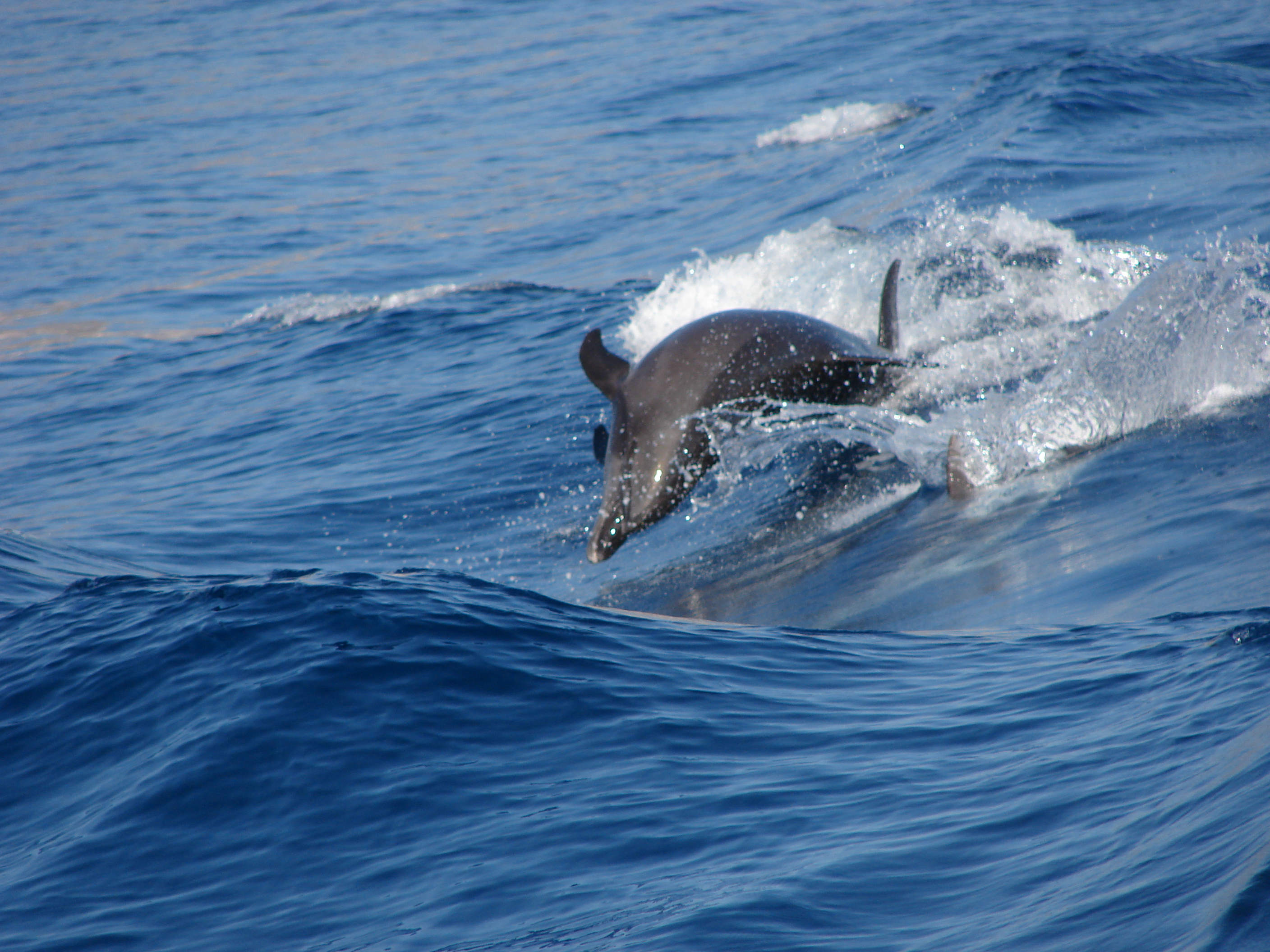 Dolfins following the boat,off tenerife coast
