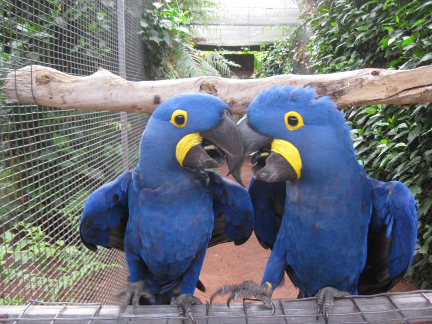 The pair of Hyacinthine Macaws at Loro Parque
