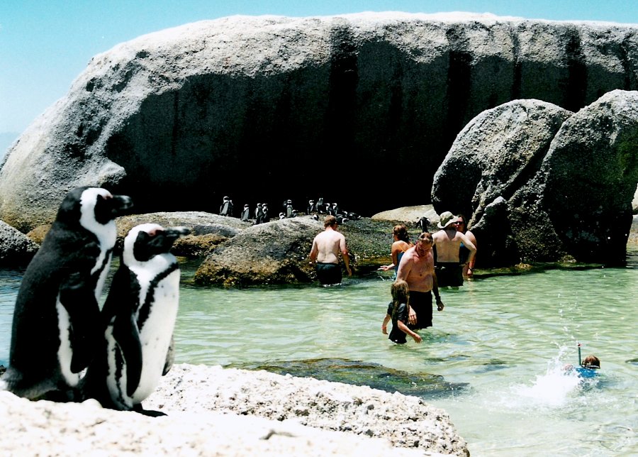 Swim with Penguins