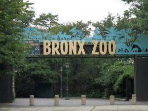 The Bronx Zoon in NYC