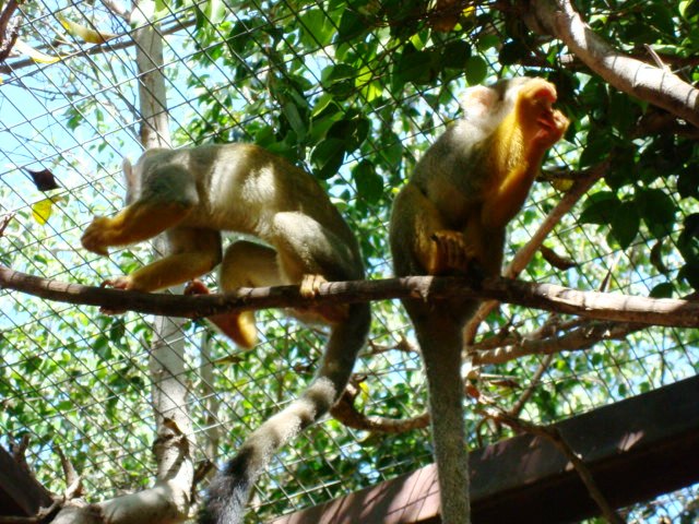 Los Cristianos  Monkey Park