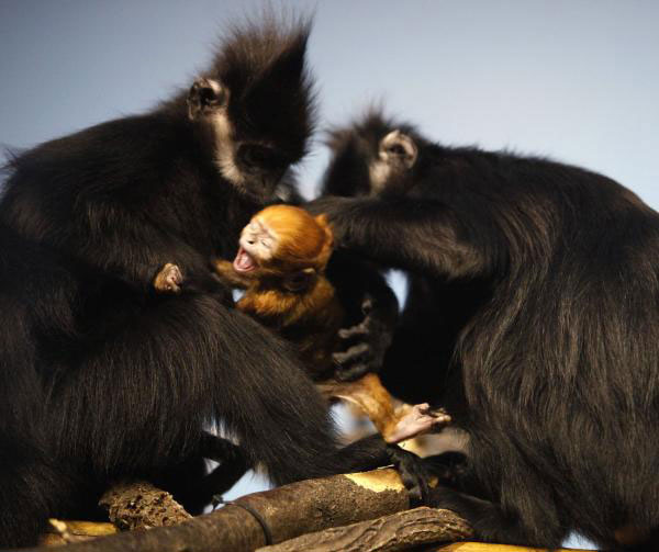 A Baby Cat Ba Langur leading the fight back from near extinction
