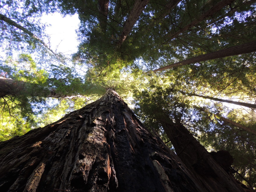 Looking upward through the branches of a stand of Sequoia Sempervirens