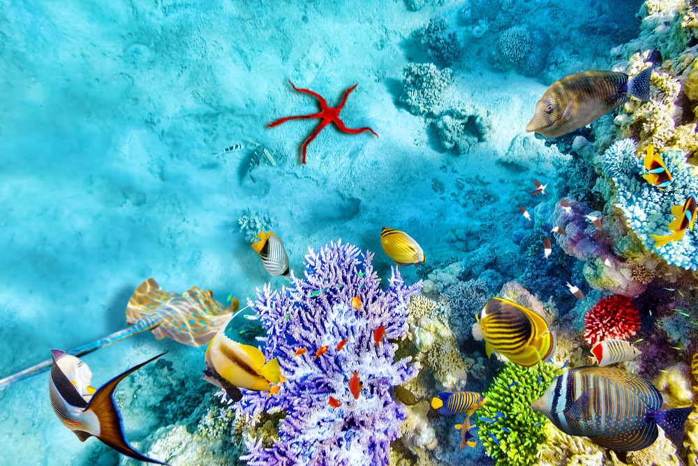 Caribbean-underwater - Travel BLAT