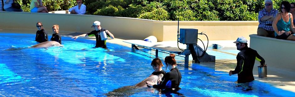 Dolphin Trainer For A Day, Las Vegas Mirage