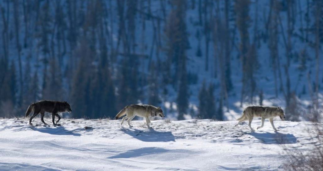 active breaks for families Wolf Tracking