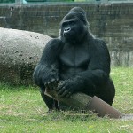 Blackpool Zoo gorilla