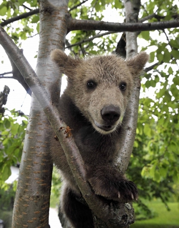 Wild Brown Bear Adopted by Slovenian Family