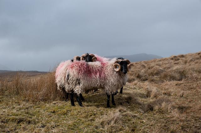 Sheep in Connemara dublin