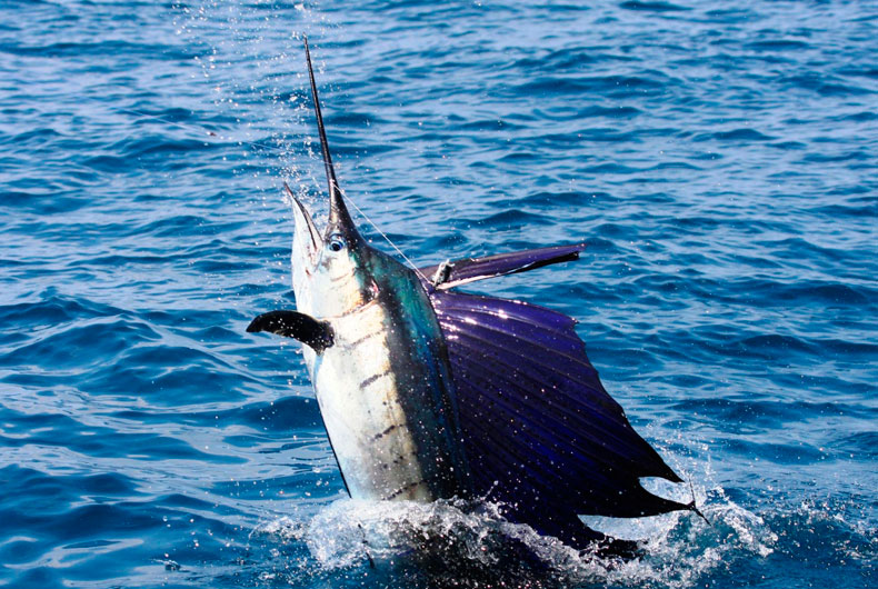 3 Things to Look For in a Costa Rican Charter Fishing Business