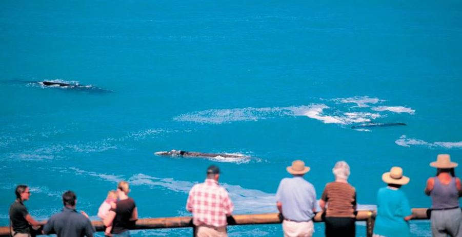Whale Watching Great Australian Bight Marine Park