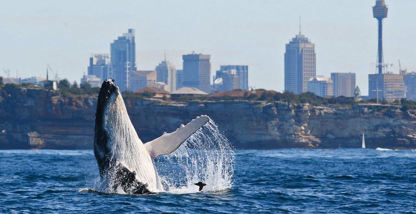 Whale Watching Sydney, NSW